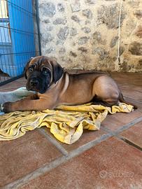 Cucciolo di cane corso