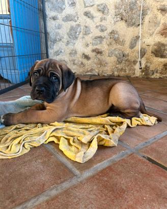 Cucciolo di cane corso