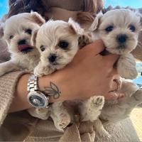 Maltese