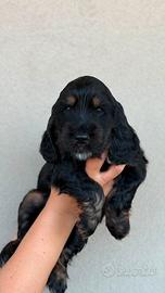 Cocker spaniel inglese