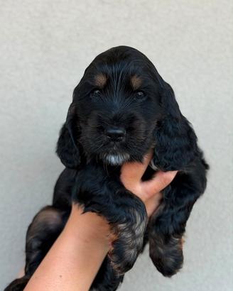 Cocker spaniel inglese
