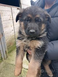 Cucciola di pastore tedesco