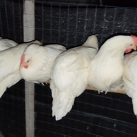 Galline livornesi bianche