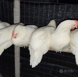 Galline livornesi bianche