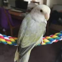 Femmina grigia inseparabile