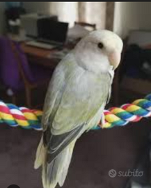 Femmina grigia inseparabile