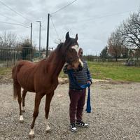 Stupendo Cavallo puledro arabo