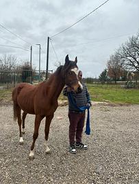 Stupendo Cavallo puledro arabo