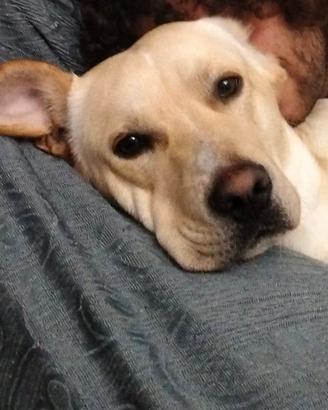 Labrador