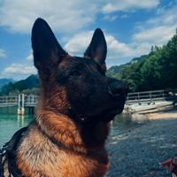 Pastore tedesco 1anno