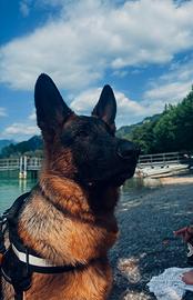 Pastore tedesco 1anno