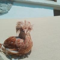 Galli padovani camoscio