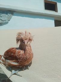 Galli padovani camoscio