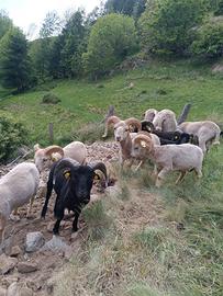 Montoni pecore nane ouessant ARR/ARR