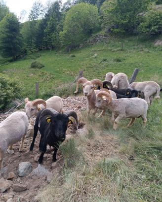 Montoni pecore nane ouessant ARR/ARR