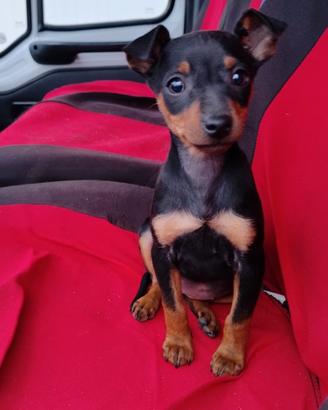 Pinscher Nano