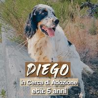 Diego, dolcissimo Setter di 5 anni circa