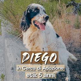 Diego, dolcissimo Setter di 5 anni circa