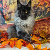 Maine Coon Black Smoke LINEA ESCLUSIVA