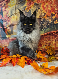Maine Coon Black Smoke LINEA ESCLUSIVA