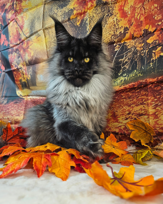Maine Coon Black Smoke LINEA ESCLUSIVA