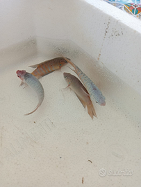 Pesci d'acqua fredda