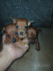 Cuccioli di pinsche toy