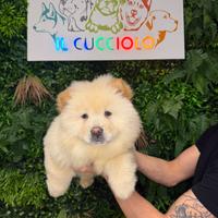 Cuccioli di chow chow maschi e femmine