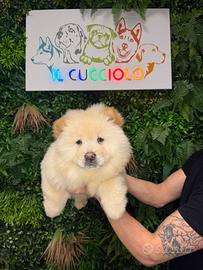 Cuccioli di chow chow maschi e femmine