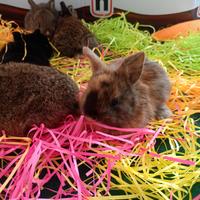 Conigli nani colorati