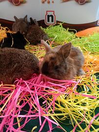 Conigli nani colorati