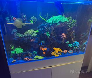 Acquario marino coralli