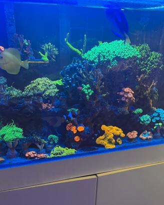 Acquario marino coralli