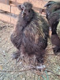 Gallo moroseta