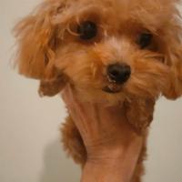 Barboncina Extra mini-piccolissima