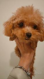 Barboncina Extra mini-piccolissima