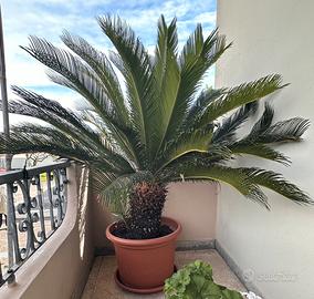 Cycas