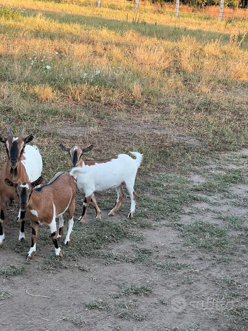 Caprette Nane Tibetane : Come Tenere Una Capretta Nana? – MBDR