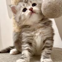 Cuccioli di gatto siberiano