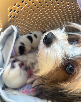 Yorkshire biewer terrier toy