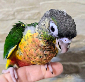 Pyrrhura Molinae allevati