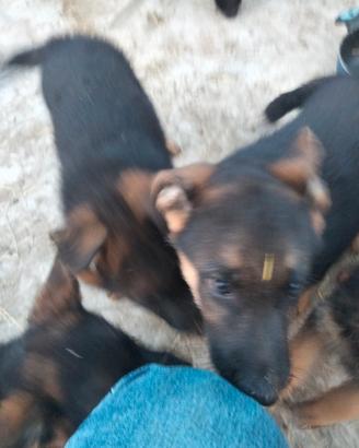 Cuccioli pastore tedesco