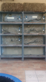 Voliera o Gabbia Cova