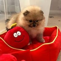 Cuccioli di spitz pomerania maschietti femminucce
