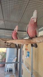 Cacatua rosecapilla