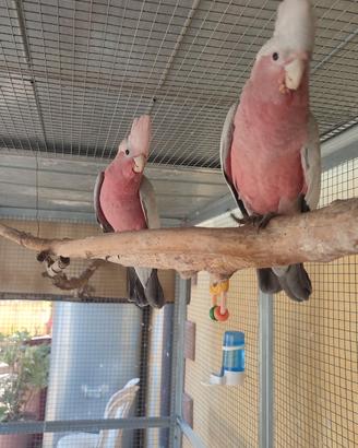 Cacatua rosecapilla