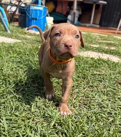Cuccioli American Pitbull Terrier