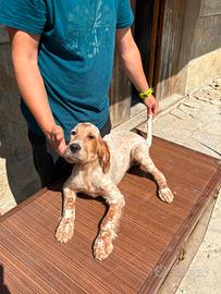 Setter inglese