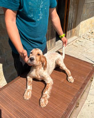 Setter inglese