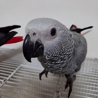 Cenerino coda rossa parlante